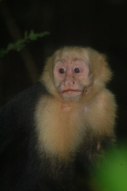 white-faced capuchin